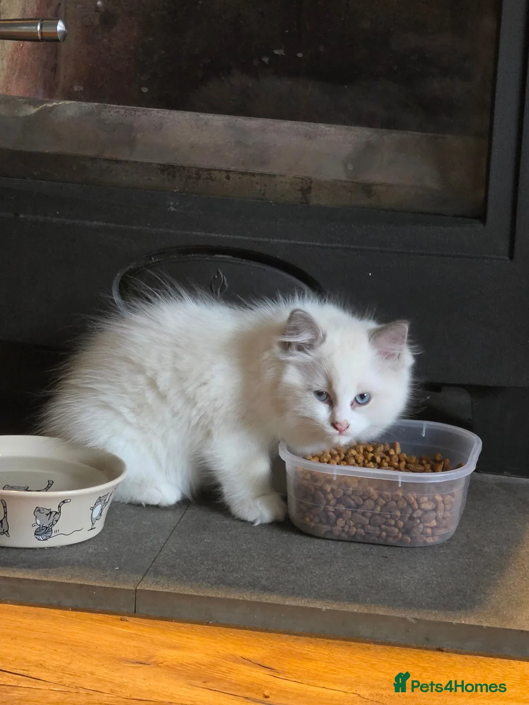 Ragdoll cats for sale: 2 ragdoll babies  in Hartlepool - Advert 5