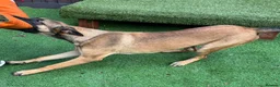 Belgian Shepherd Dog dogs for sale: 8 Month Old Mali/Dutch Female Pup BRN 56036 - Advert 8