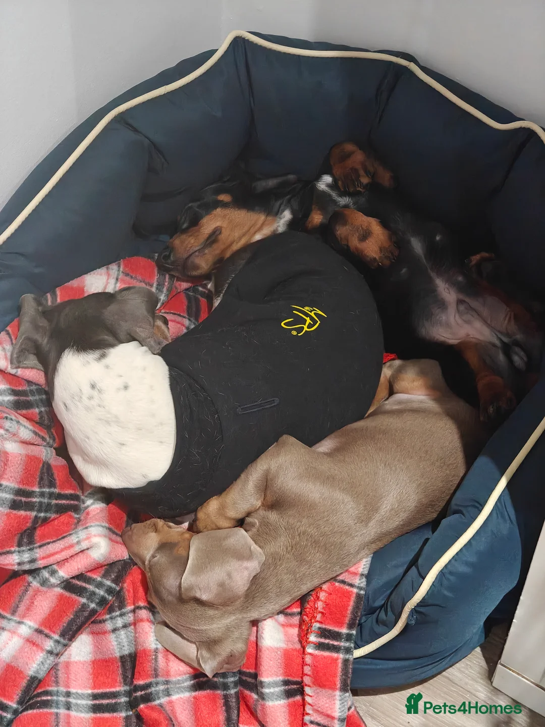 Miniature Dachshund dogs for sale: KC Miniature Shorthaired Dachshund puppy - Advert 3