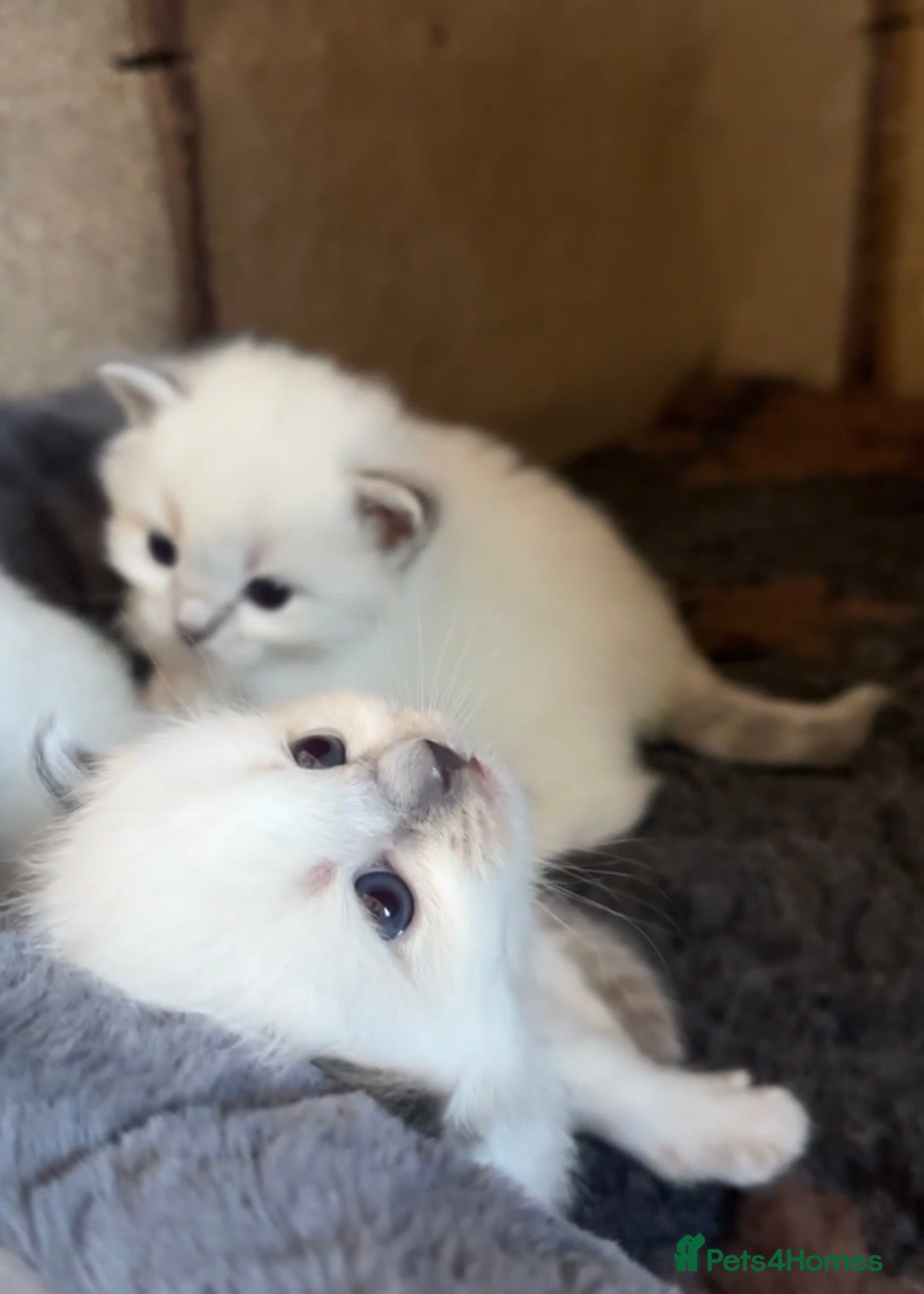 Ragdoll cats for sale: Ragdoll Kittens GCCF & Health Tested  - Advert 9