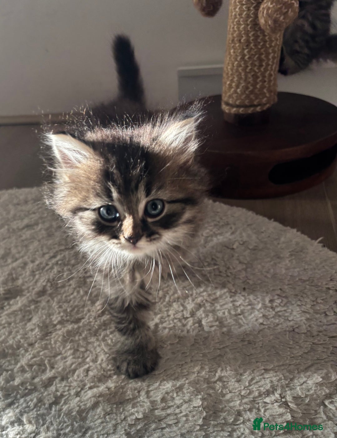 British Longhair cats for sale: British Longhair kittens mix - Advert 13