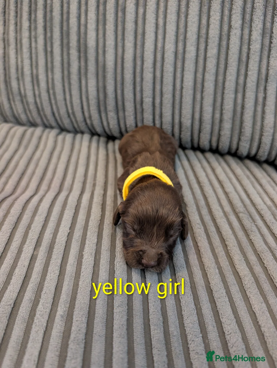 Cocker Spaniel dogs for sale: Working cocker spaniel puppies  - Advert 5