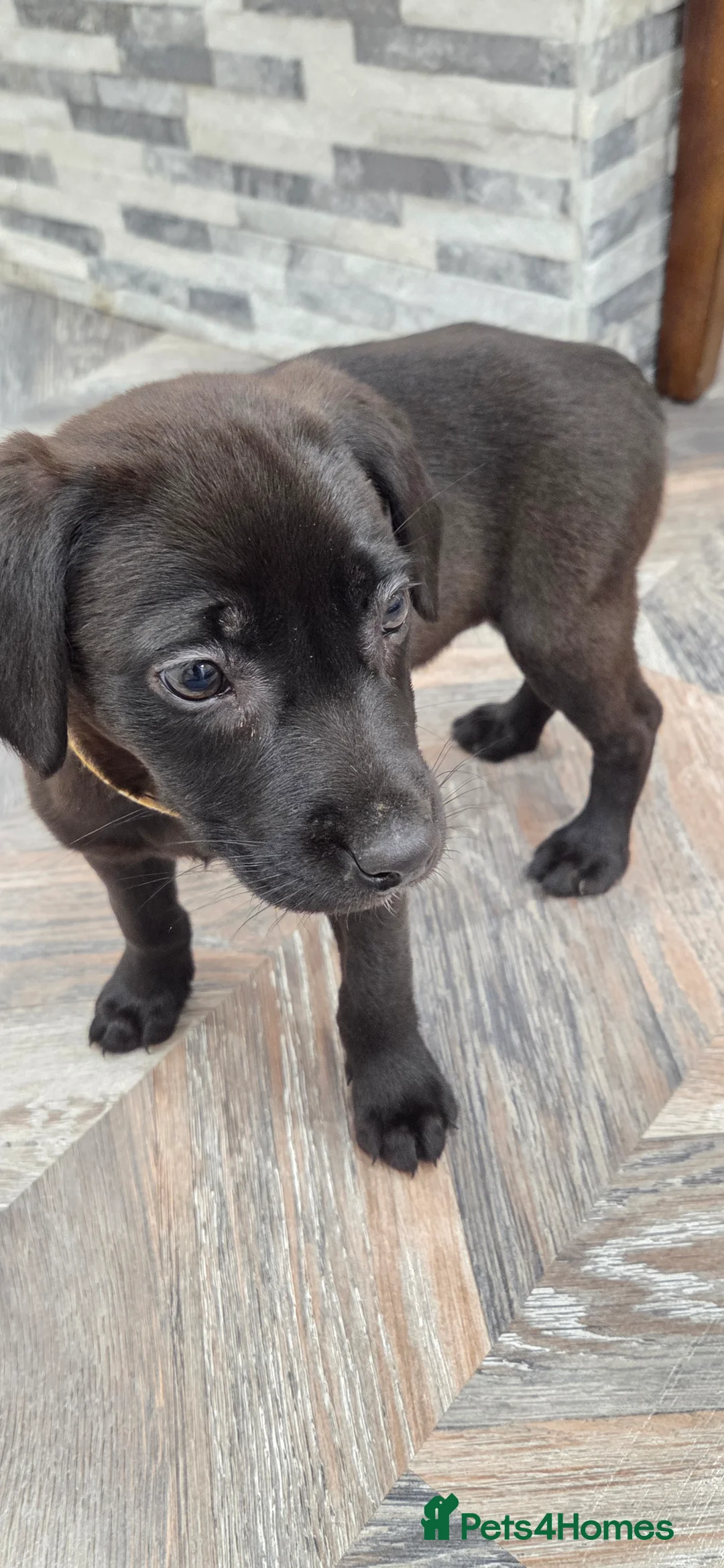 Labrador Retriever dogs for sale: GORGEOUS Dark Chocolate Labrador  - Advert 9