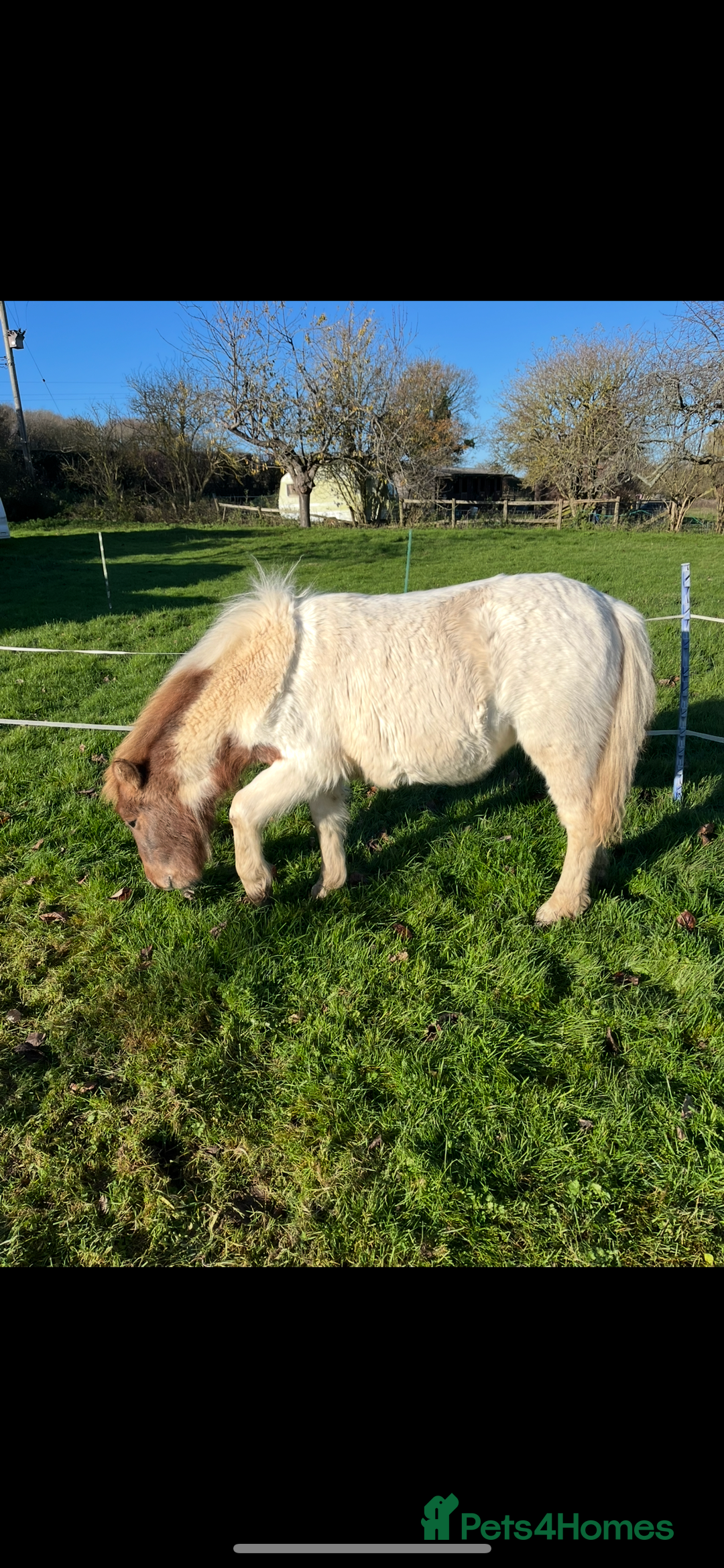 Shetland pony horses for sale: Part shetland - Advert 6