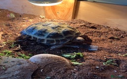 Tortoise reptiles for sale: Horsefield Tortoise looking for new home  - Image 4