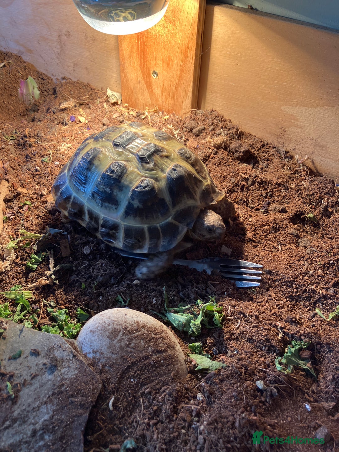 Tortoise reptiles for sale: Horsefield Tortoise looking for new home  - Image 4