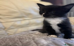 Mixed Breed cats for sale: Kittens  - Image 20
