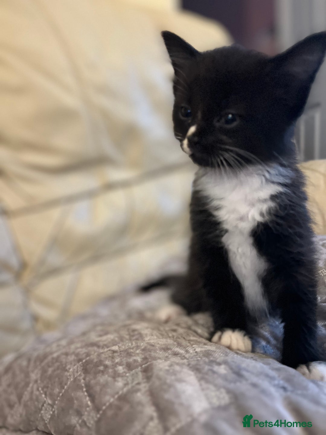 Mixed Breed cats for sale: Kittens  - Image 20