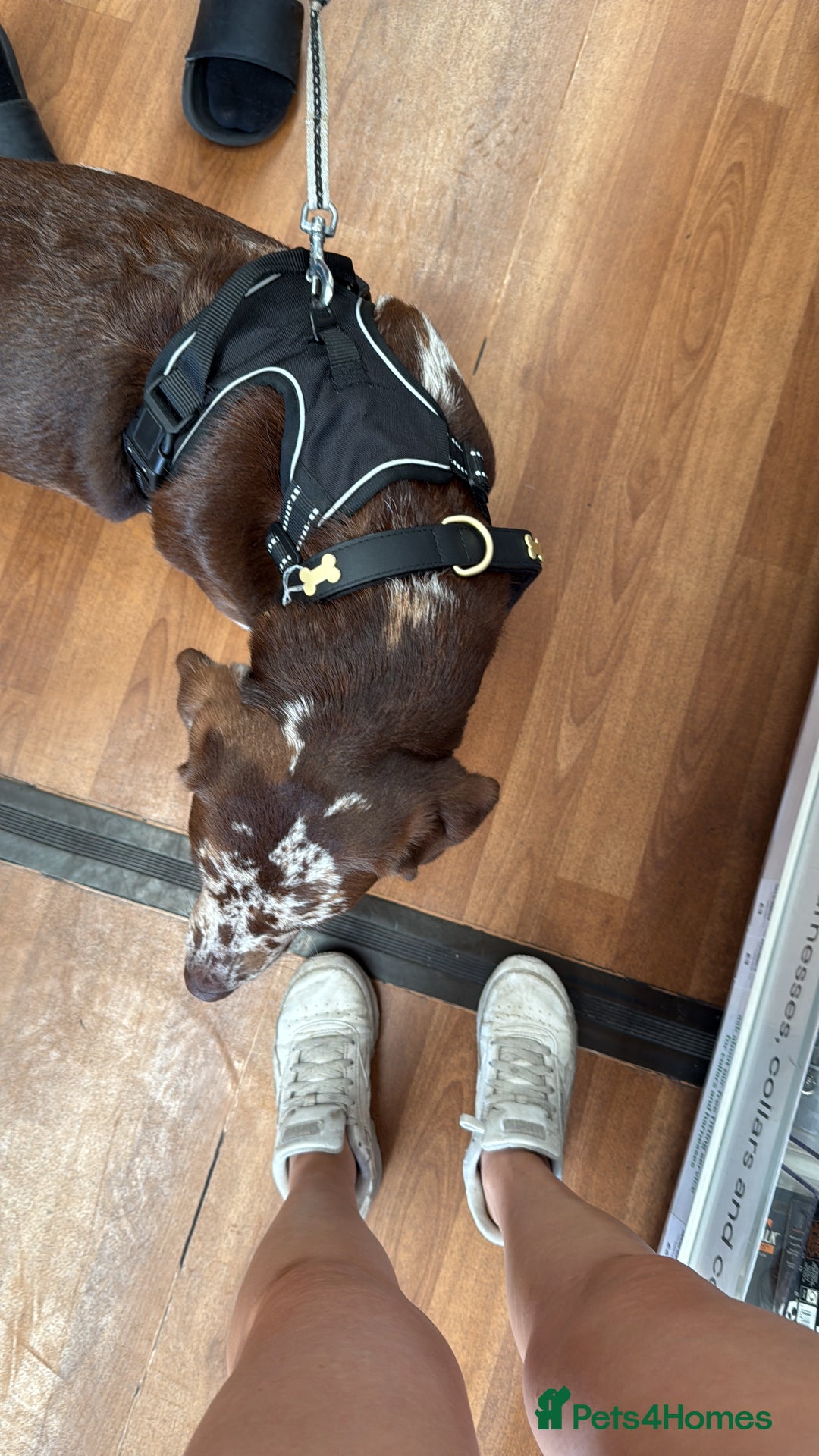 Borador dogs for sale: Beautiful boy needing a new forever home - Image 5