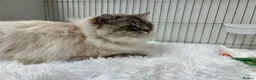 Ragdoll cats for sale: Gccf registered ragdolls - Advert 10