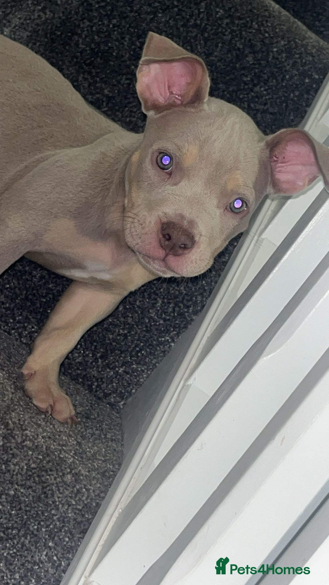 American Bully dogs for sale: 🦍🩸cowboy🤠- micro bully’s for sale  - Image 9