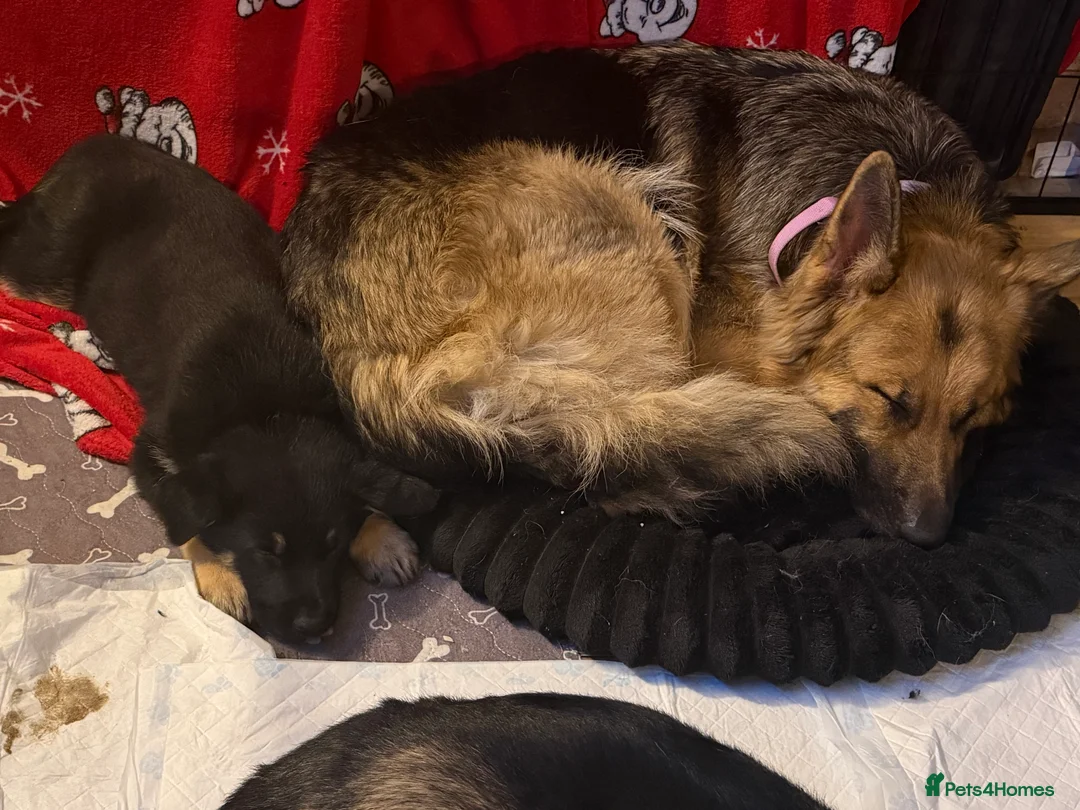 German Shepherd dogs for sale: German Shepard puppies - Advert 3