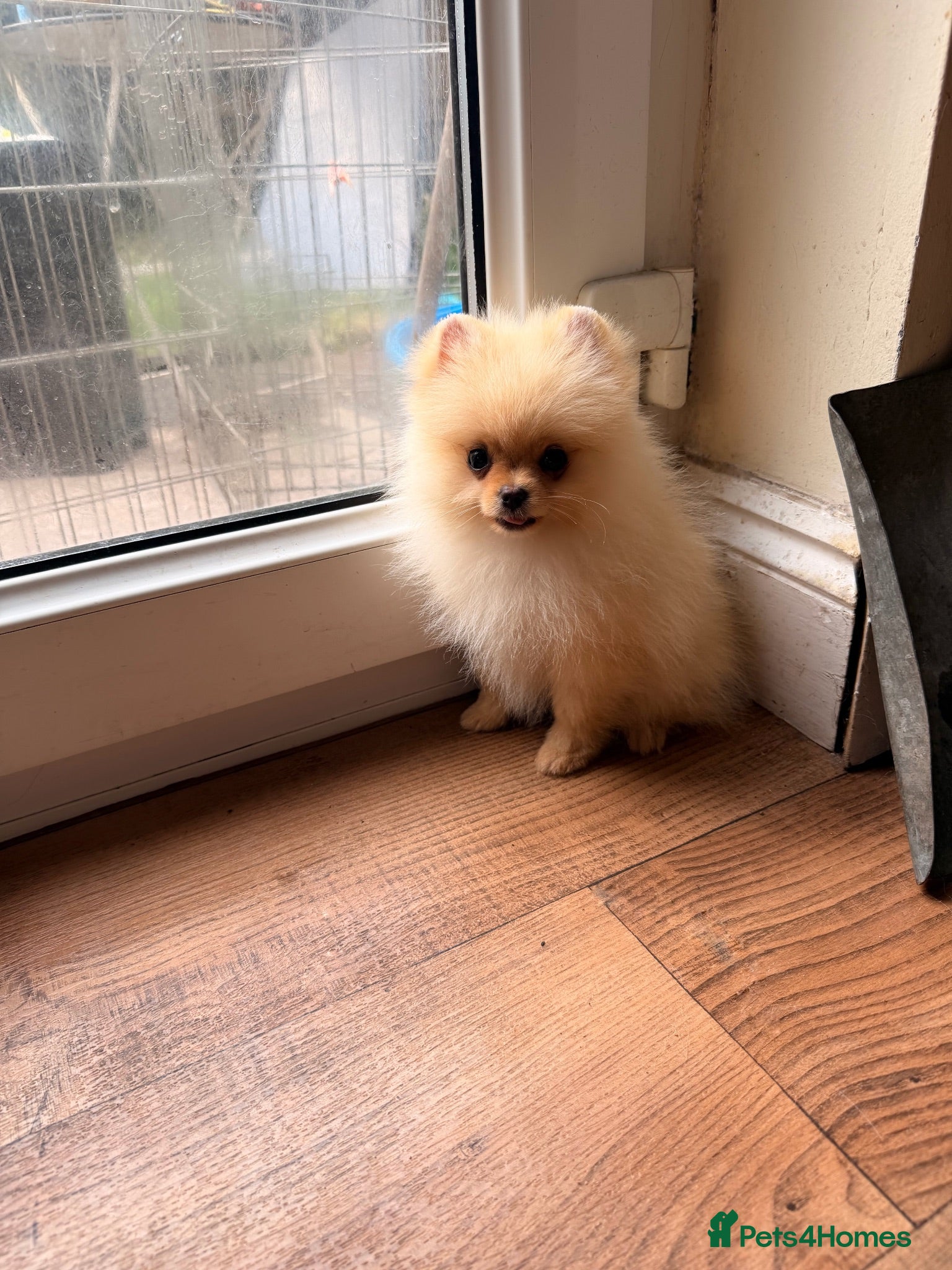 Pomeranian dogs Kc Reg double coat  **  Pomeranian Puppies ❤️ - Advert 3