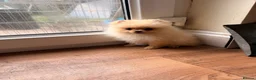 Pomeranian dogs for sale: ✨ Exceptional Pomeranian Puppies – KC Reg ✨ - Advert 2