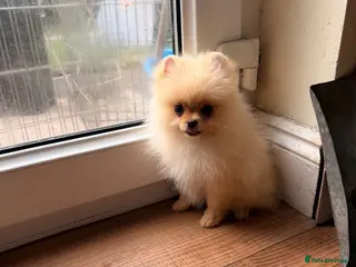 Pomeranian dogs Kc Reg double coat ** Pomeranian Puppies ❤️ - Advert 3