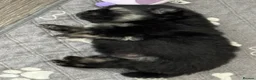 Pomeranian dogs for sale: Five beautiful fluffy Pomeranian puppies  - Advert 11