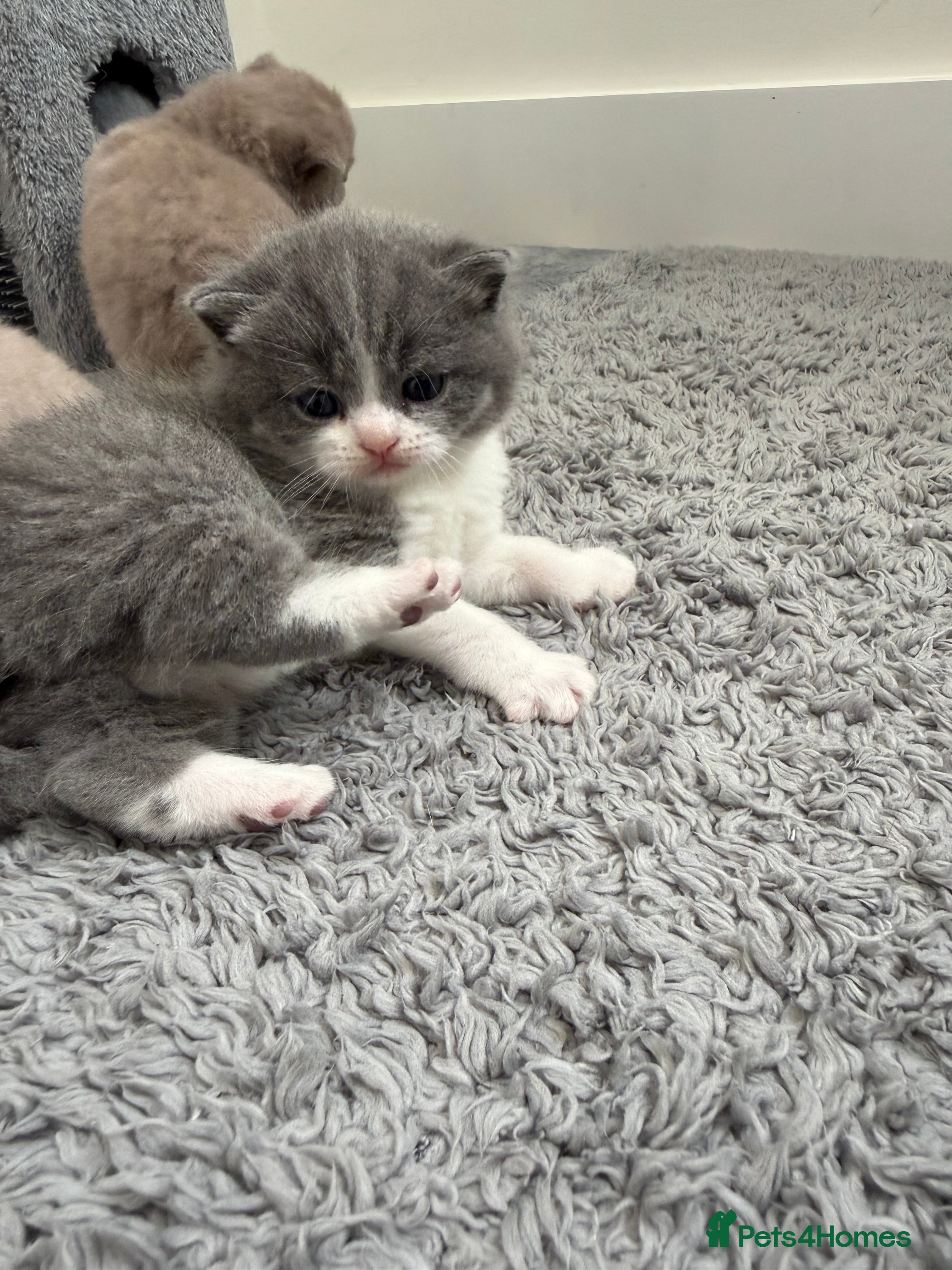 British Shorthair cats 🐾 Adorable British Shorthair Kittens  🐱 - Advert 1
