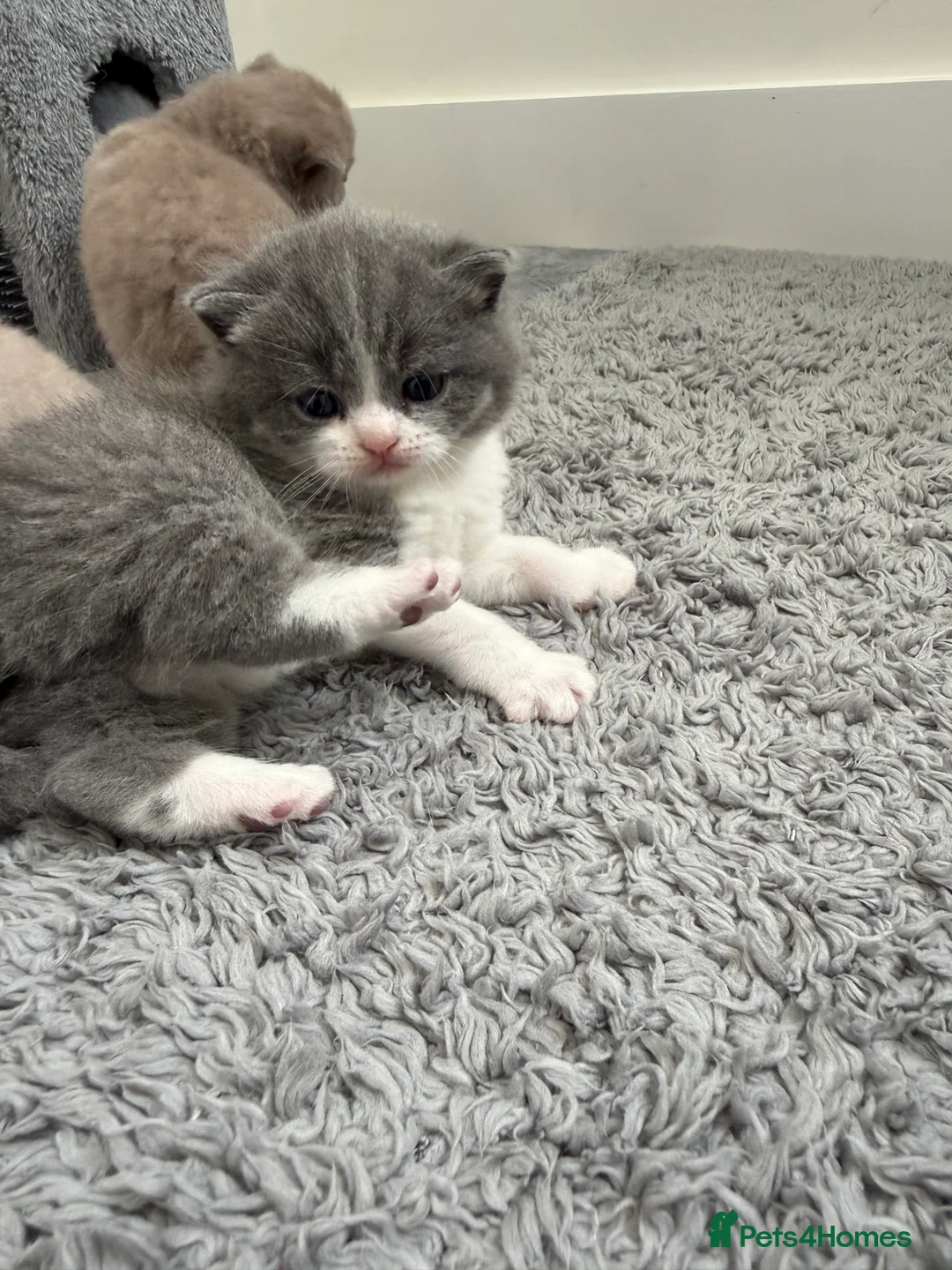 British Shorthair cats for sale: 🐾 Adorable British Shorthair Kittens  🐱 - Advert 1