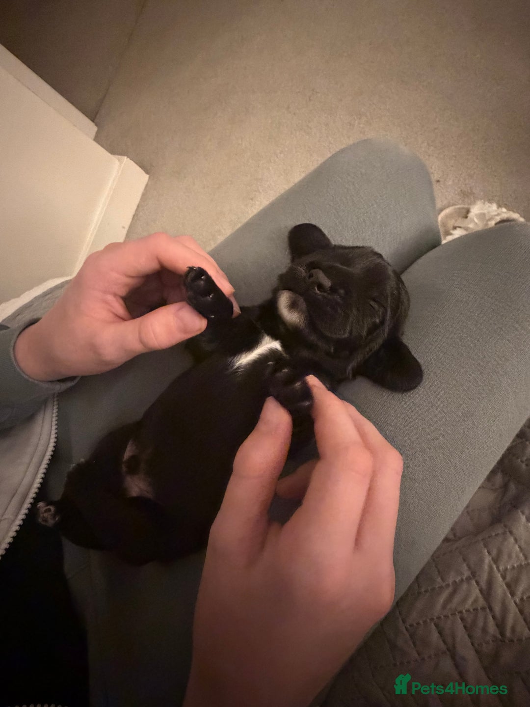 Cocker Spaniel dogs for sale: Cocker Spaniel Puppies ✨ - Advert 10