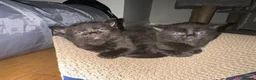 Mixed Breed cats for sale: Adorable kittens looking for their forever homes - Advert 20