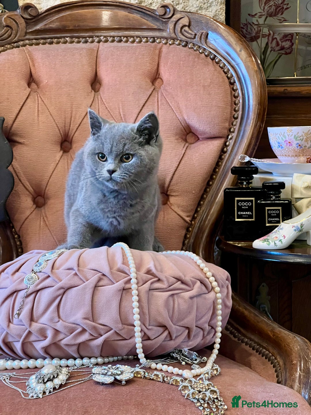 British Shorthair cats for sale: PUREBRED BSH KITTENS - Advert 7