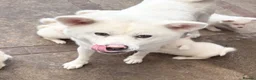 Japanese Akita Inu dogs for sale: Japanese Akita Puppies  - Advert 3