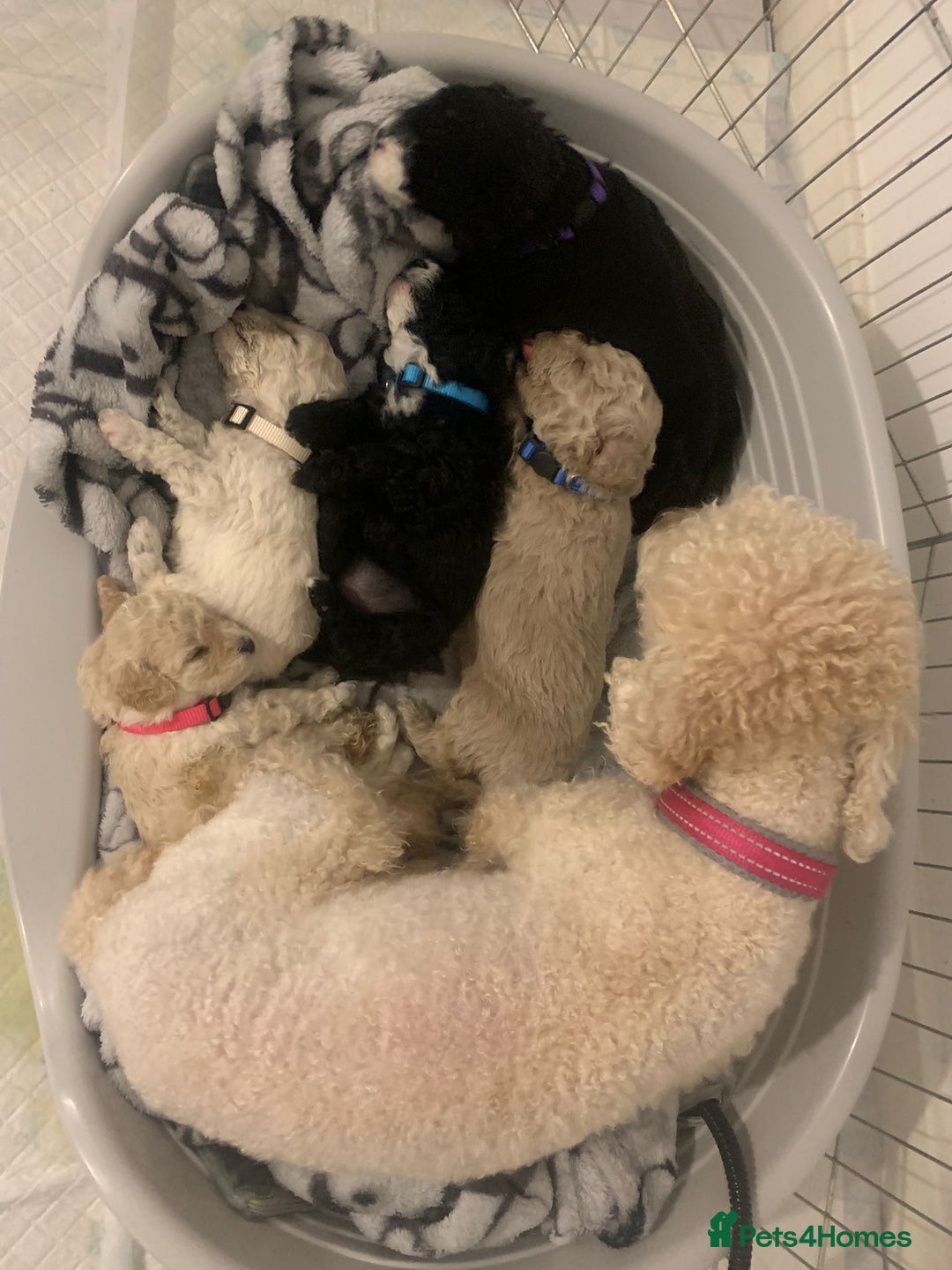 Cavapoochon dogs for sale: 🌟 Ready to leave 23rd Dec F1b cavapoochon puppies - Advert 25