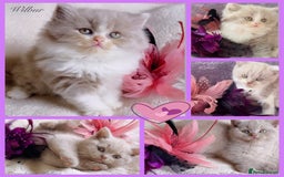 British Longhair cats for sale: Stunning British Longhair Boys TICA Registered - Image 1