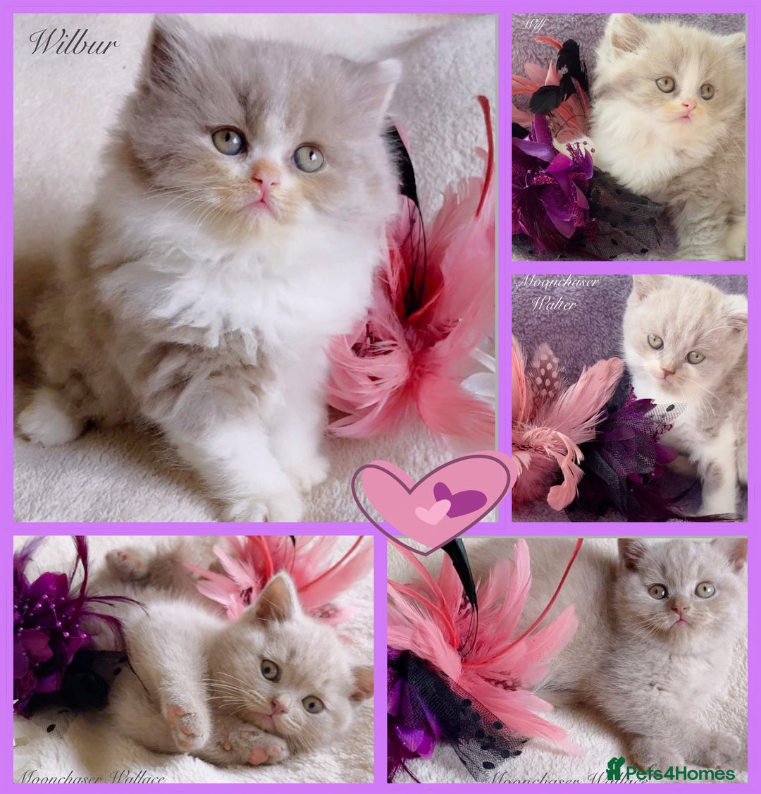 British Longhair cats for sale: Stunning British Longhair Boys TICA Registered - Image 1