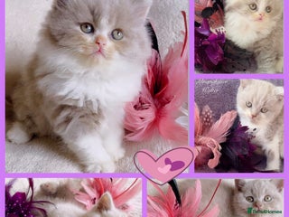 British Longhair cats - Advert 15