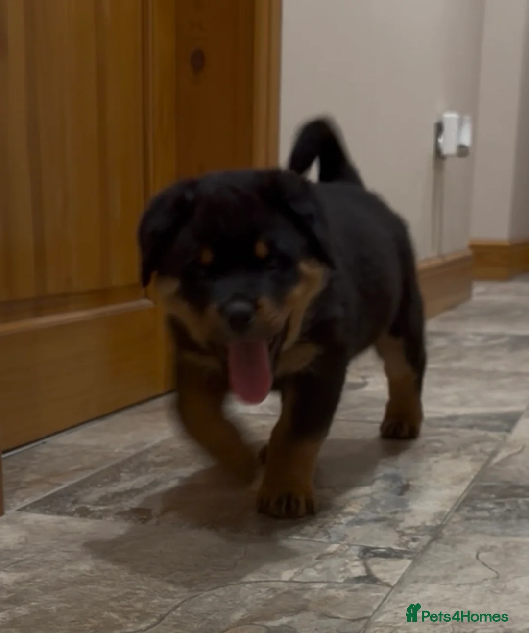 Rottweiler dogs for sale: READY NOW 2 female Rottweiler puppies - Advert 37