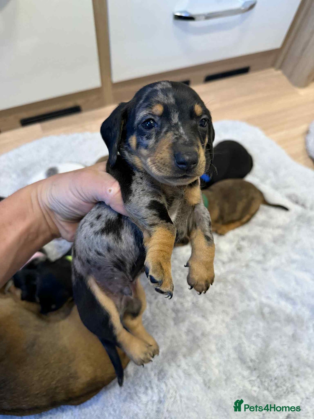 Dachshund dogs for sale: Adorable dachshund puppies ready for loving homes - Image 24