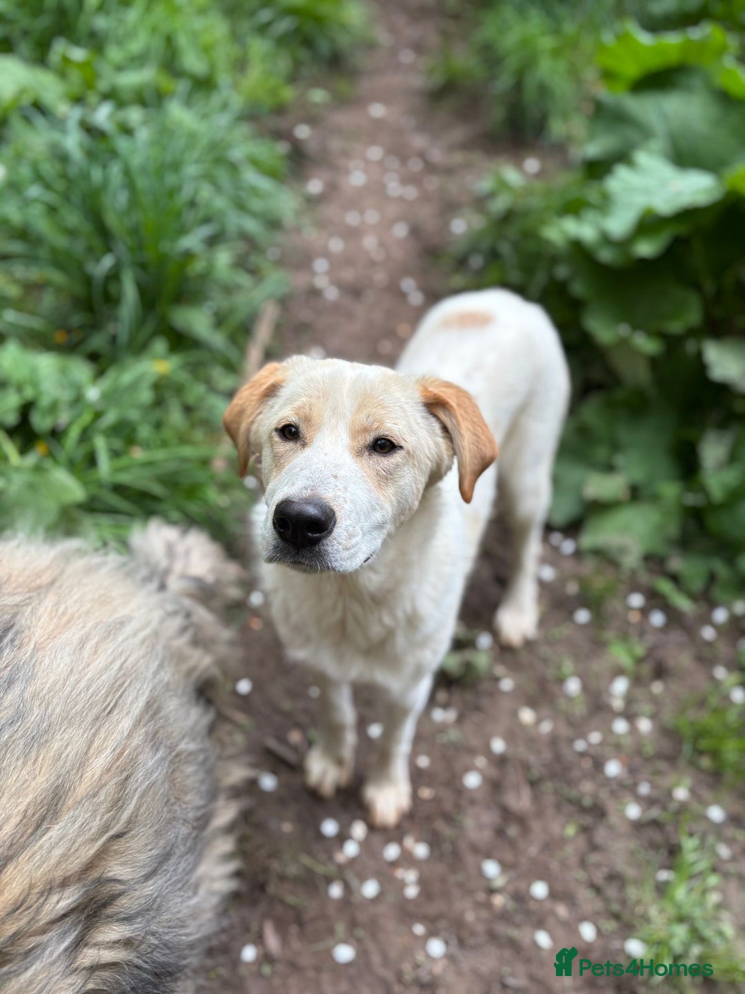Mixed Breed dogs for adoption: Friendly 7 month old pup needs a home! - Image 3