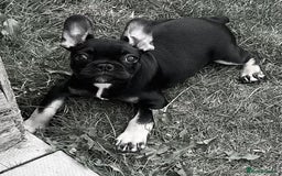 French Bulldog dogs for sale: Beautiful tiny girl Frenchie  - Image 11
