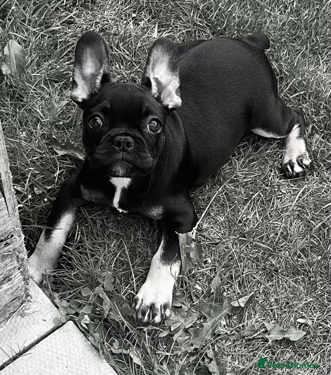 French Bulldog dogs for sale: Beautiful tiny girl Frenchie  - Image 11