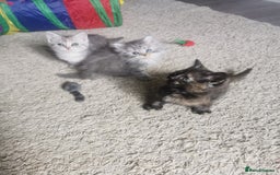 Persian cats for sale: Beautiful  silver shaded chinchilla Persian x bsh - Image 9