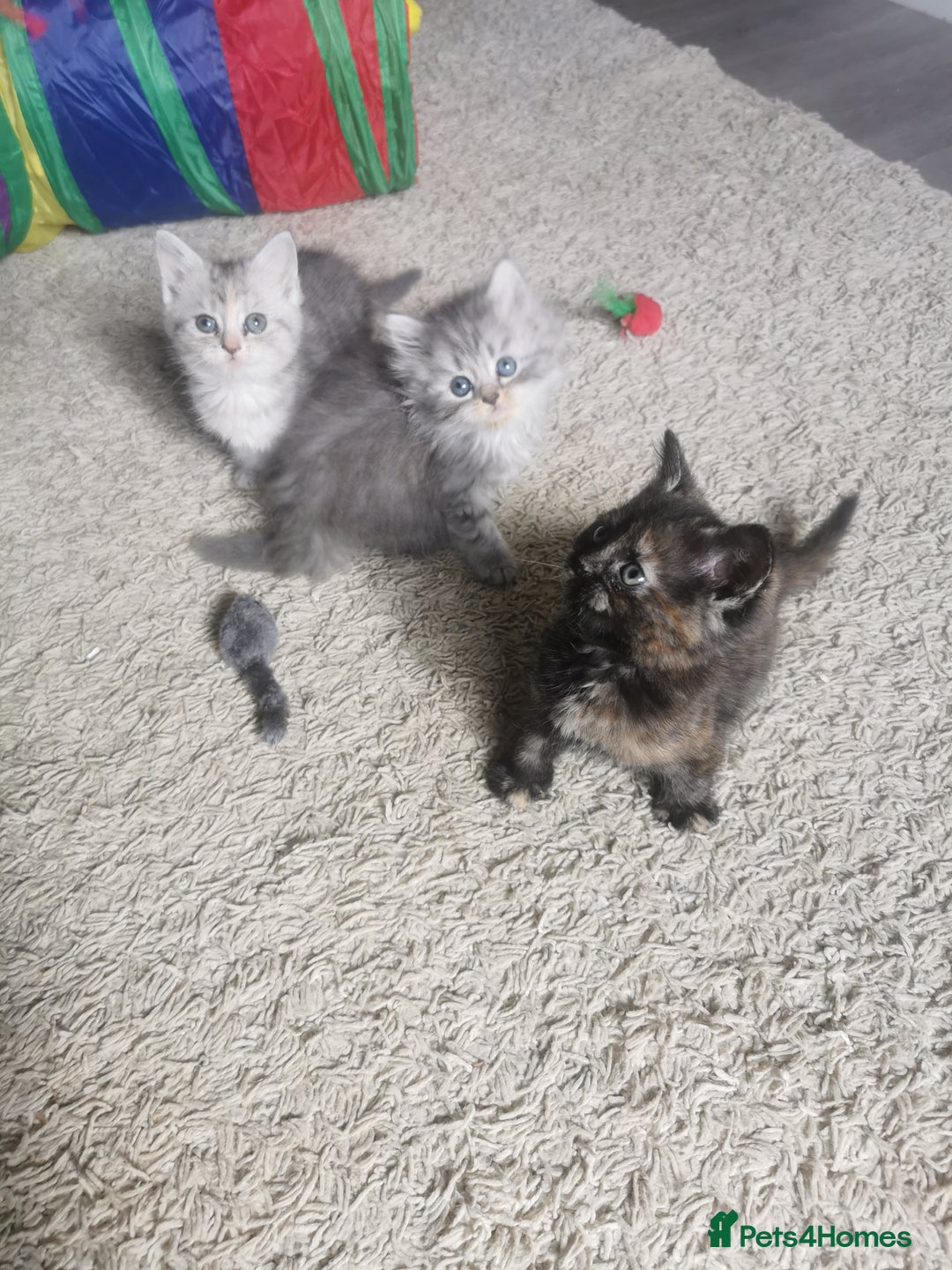 Persian cats for sale: Beautiful  silver shaded chinchilla Persian x bsh - Image 9
