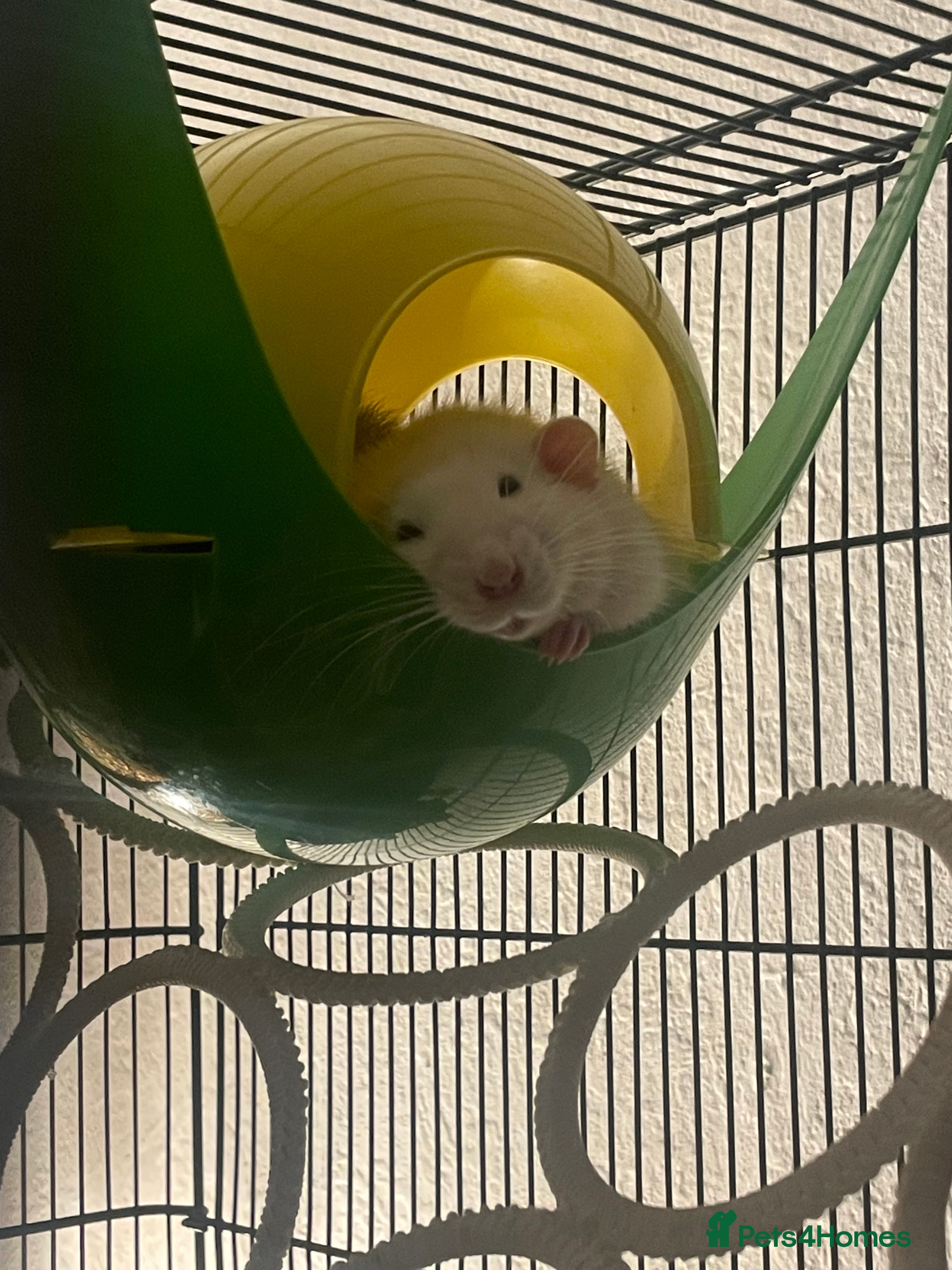 Rat rodents 4 super friendly precious male rats <3 in Highbridge - Advert 1