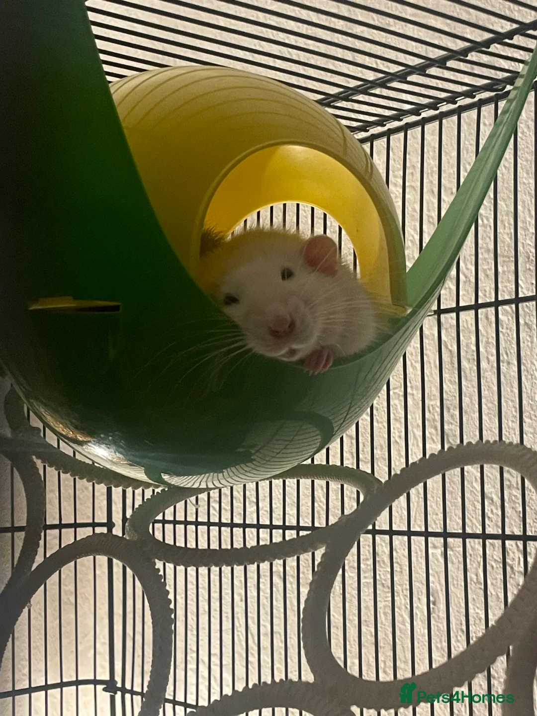 Rat rodents for sale: 4 super friendly precious male rats <3 in Highbridge - Advert 1