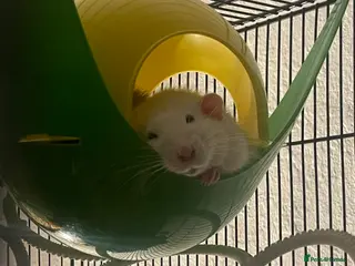 Rat rodents 4 super friendly precious male rats <3 in Highbridge - Advert 1