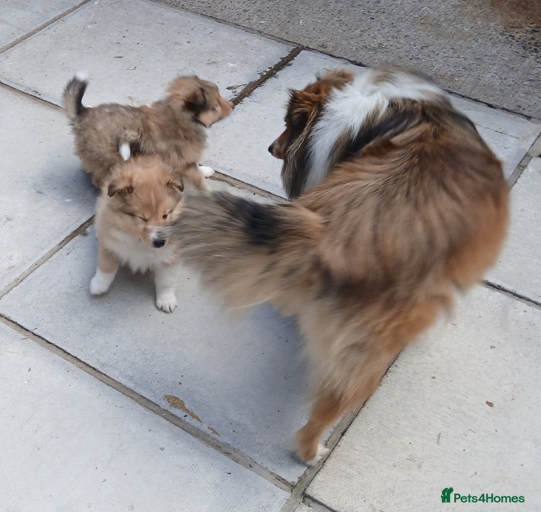 Shetland Sheepdog dogs for sale: Shetland sheepdog puppy - Image 4