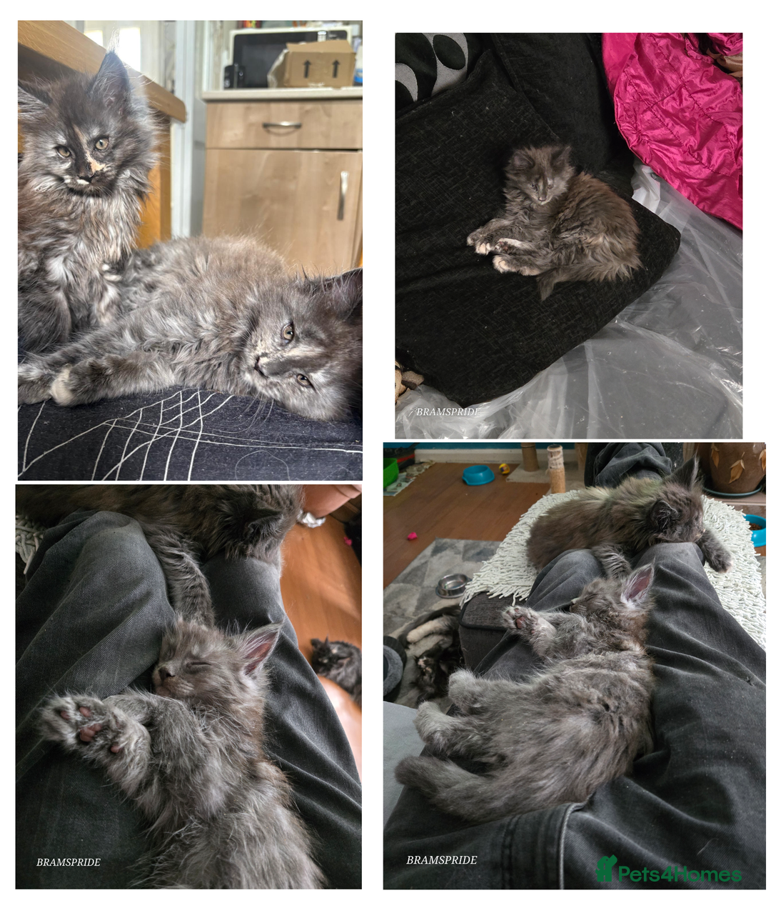 Maine Coon cats for sale: Last 2 Maine coon kittens  - Image 2