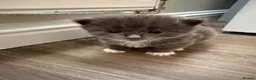 British Shorthair cats for sale: A litter of four beautiful kittens.  - Advert 9