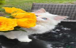 Ragdoll cats for sale: TICA EU pure Ragdoll boys & girls available  in London - Image 8