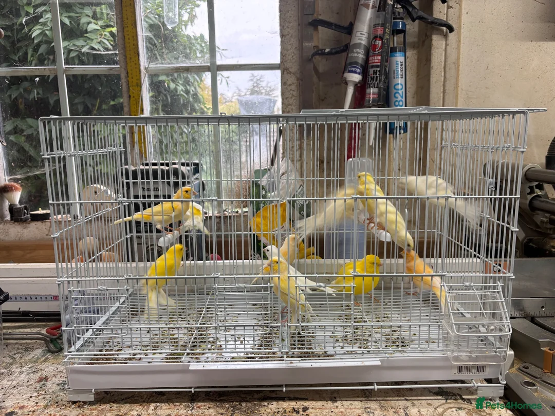 Canaries birds for sale: Canaries  in Chelmsford - Advert 1