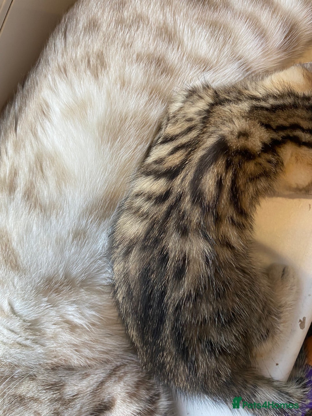 Bengal cats for sale: Bengal Cross Kittens  - Image 6