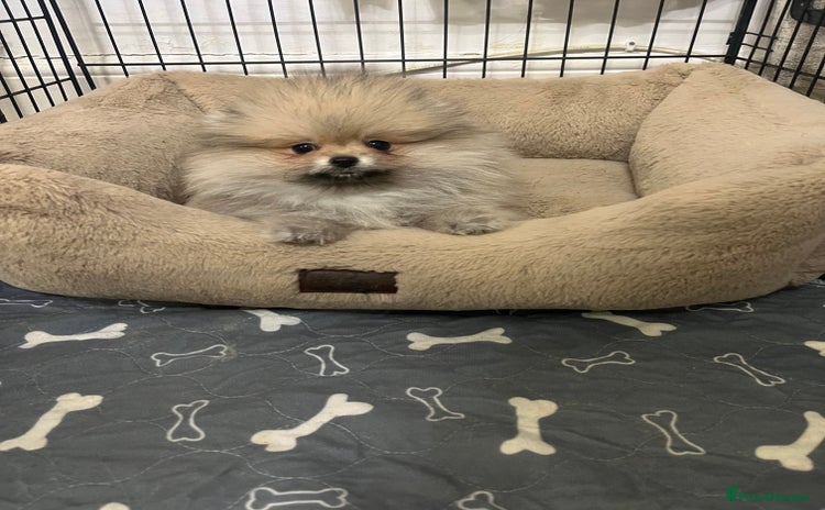 Pomeranian dogs Girl🔥Very Tiny🐻Teddy Face🏆Champion Lines - Advert 4