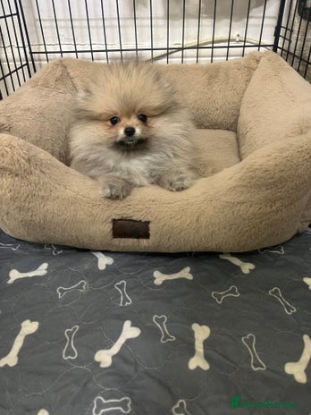 Pomeranian dogs Girl🔥Very Tiny🐻Teddy Face🏆Champion Lines - Advert 4