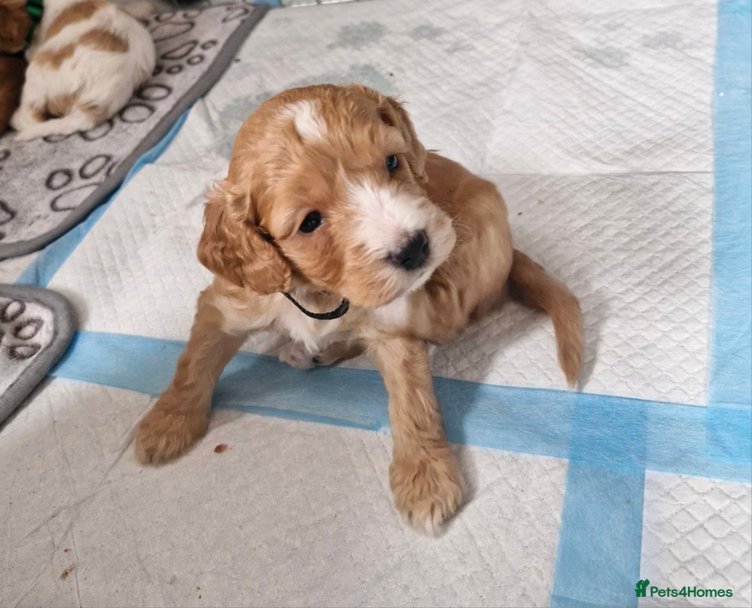 Cockapoo dogs for sale: F1 COCKERPOO PUPPIES FOR SALE  - Image 5