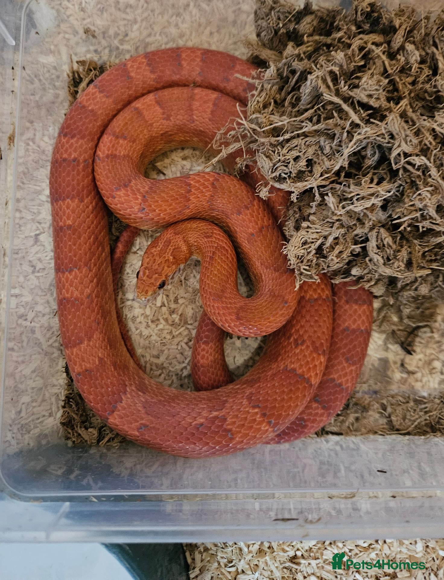 Corn Snake reptiles Various Corn Snakes for Sale - Advert 1